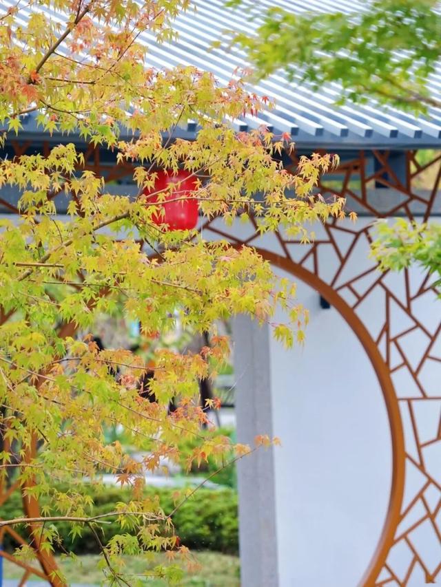 合肥的秋天，不基础
