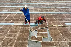 重庆黔江：合作社忙育辣椒苗图片