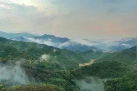 湖南日报|“世界茶王”飘香 安化“杠爷”名扬图片