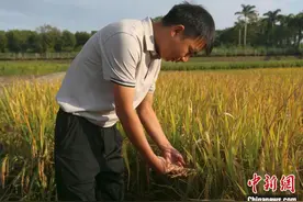 中国热科院一优质水稻品种通过国审：高产、优质又抗虫图片