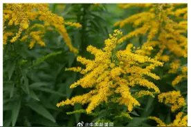 多地发现加拿大一枝黄花图片