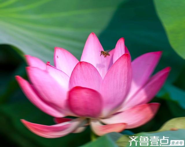 壹点号·秀山东|大明湖的荷花之美，早已融入济南的城市灵魂