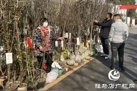 驻马店：苗木市场购销两旺图片