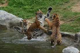 华南虎“野外生存模拟考试”今天开考！究竟是“大猫” 还是顶级猎食者？图片