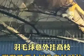 羽毛球意外挂高枝，猫猫灵巧上树化身捡球侠，网友：人类缺猫不可！图片
