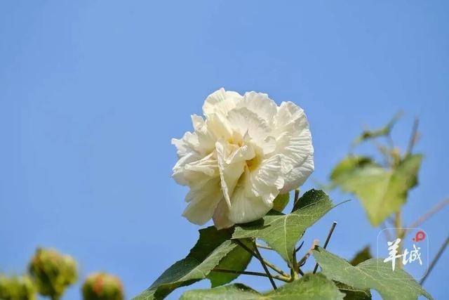盛花期！流花湖畔迎来“冬日浪漫”！