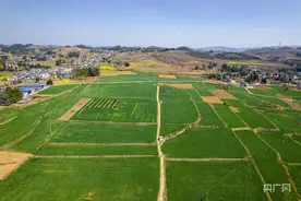 贵州黔西：麦苗青青产业兴图片