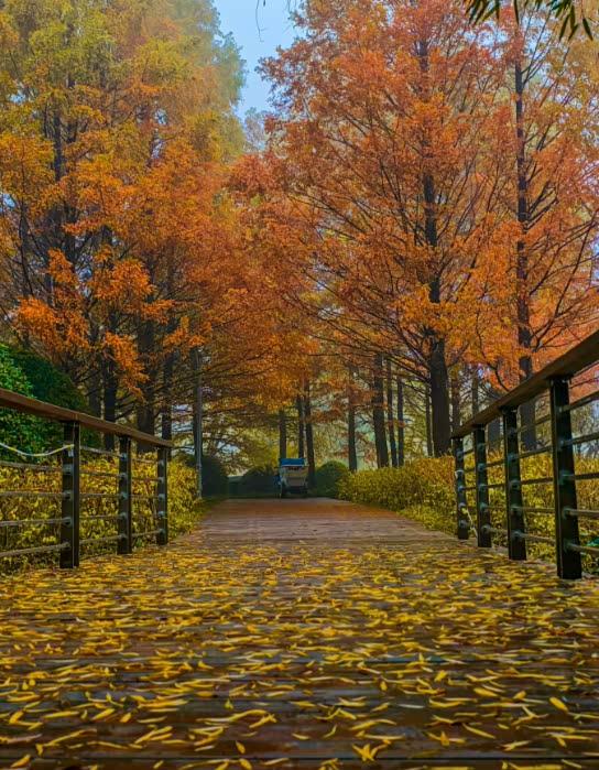 坐公交可直达！郑州这些地方的水杉树美翻了→