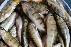 近期多例食用鱼卵中毒！湖南疾控提醒，这几种鱼卵不能吃，严重可致死……图片