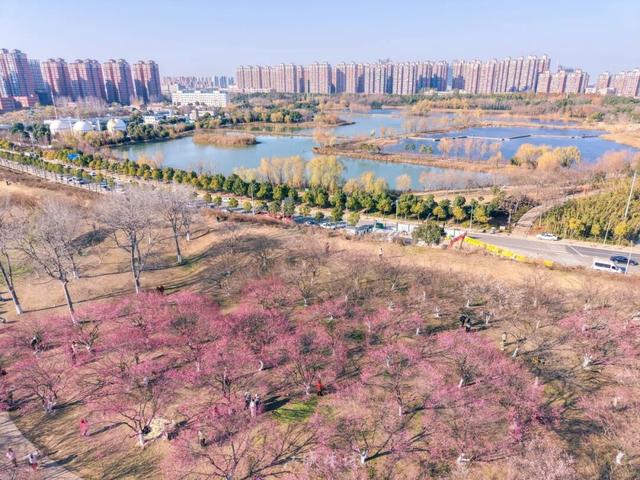 粉色花海免费赏！武汉“梅花坡”提前一个月绽放