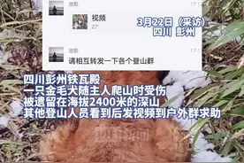四川一金毛犬受伤被困海拔2400米的深山，9名驴友深夜进山搜救，耗费6小时将它抬下山图片