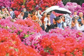 深圳簕杜鹃赏花周开启 人如潮 花如海图片