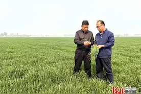 农技专家田间"问诊"忙 掌握技术对症下药图片