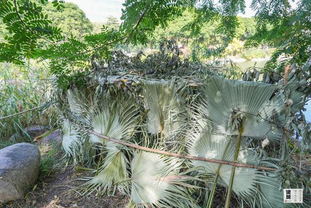 读城｜鹅鹅鹅！福州公园“顶流家族”又将"添丁"……