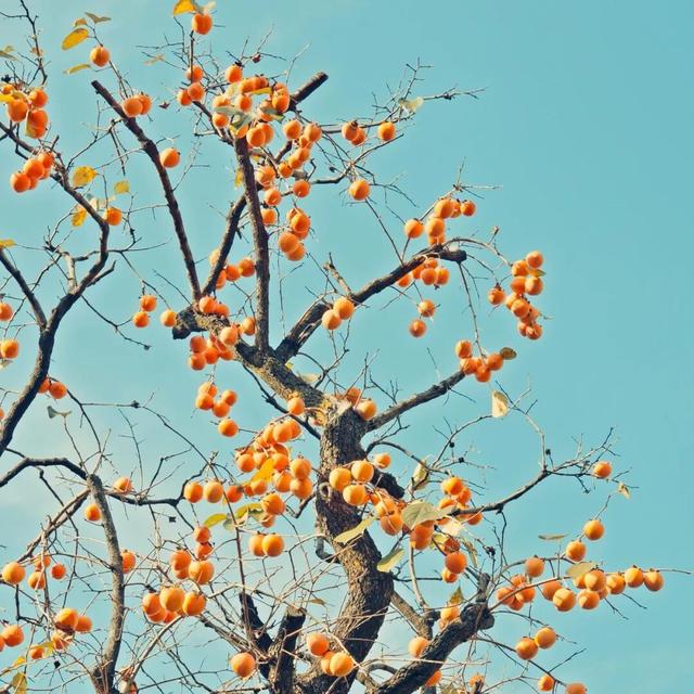 在上饶婺女洲美美入冬，朋友圈可以这样发→