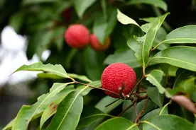 一口鲜甜，穿越千年：古人有多爱荔枝？图片