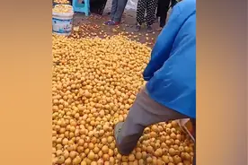 村民忍痛踩碎千余斤滞销枇杷？重庆合川区回应：种植户的负气行为图片