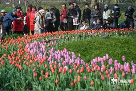 太子湾郁金香有多火？今日入园游客达5.32万人次图片