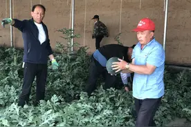 乡村行 看振兴 | 灵武“黑美人”“小糖丸” 抢“鲜”上市图片