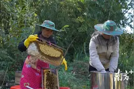 清新甜蜜“蜂收”图片