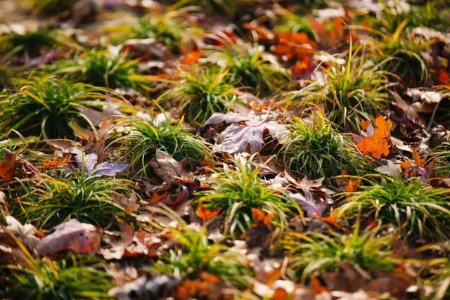 北京公园上新！又大又美还免费！