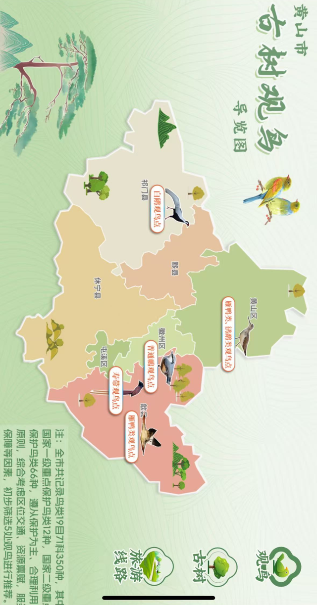黄山市古树观鸟导览图全新上线！带你探秘黄山飞羽秘境！