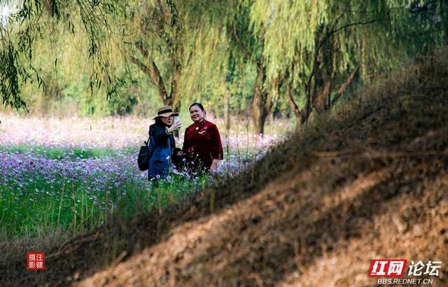 秋游时刻丨在安乡书院洲，被格桑花海和柳林清风彻底治愈了