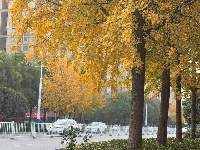 风光正好！来天门邂逅冬日暖阳