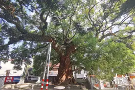 中山832岁古树“抗老秘笈”公开，竟与人类如出一辙图片