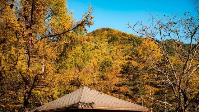别再问了！洛阳秋色天花板，就藏在这里→