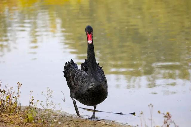 惊艳！身边的北京秋景“天花板”来了！