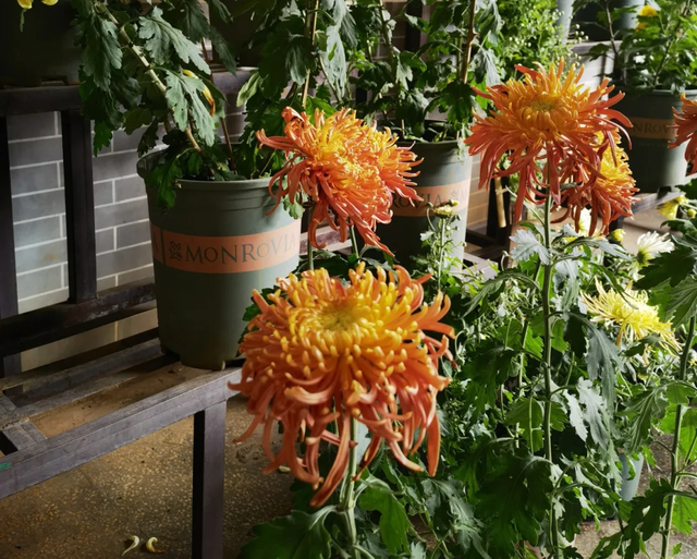 “含秋量”爆棚！快来昙华寺赏菊