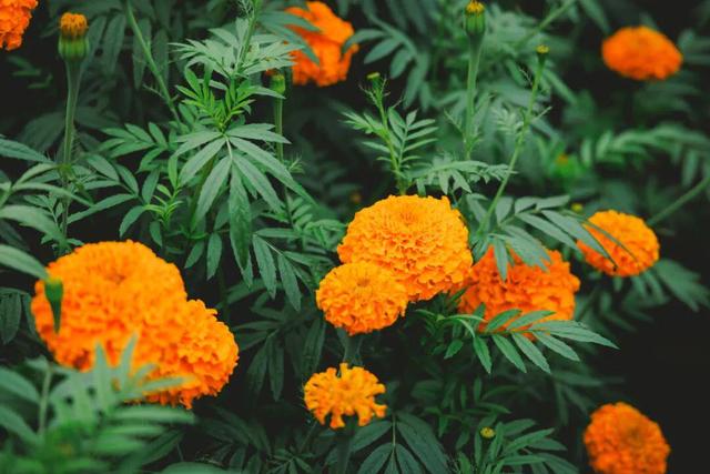 最佳赏花期至10月初 腾冲明光鸦乌山千亩花海等你来