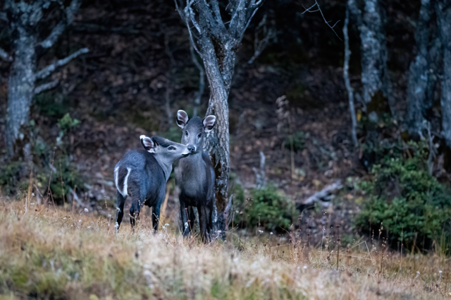 香格里拉国家公园候选区：冬韵如诗，静谧灵动