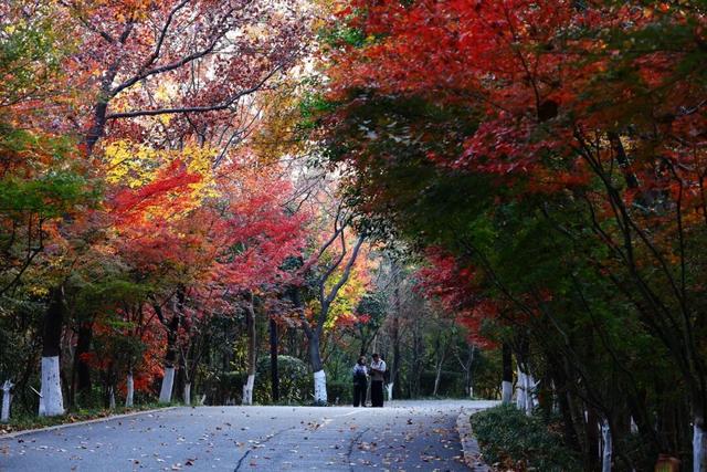中大路 “红” 了！本周 C 位遛弯地预定！