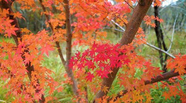 这个冬天，到贵州赴一场色彩之约