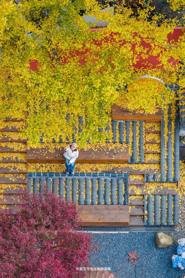 清凉寨“赏秋季”引爆武汉周边游：周末单日游客破万，银杏窗景意外走红