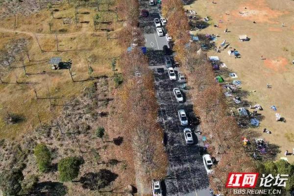 郴州这条黄叶道火了！露营放风筝，烟火气裹满暖意
