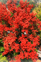 你好，青原山 | 这抹初冬红韵，藏着最热烈的山野浪漫