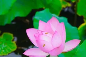 西安多个景区迎来今夏第一波荷花开放图片