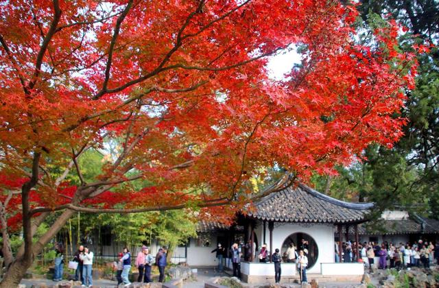 江苏苏州：拙政园“枫”景醉游人