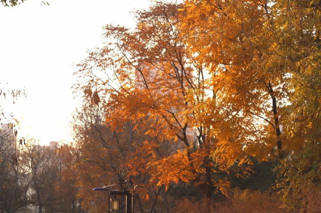 冬已至，秋未远，再赏一波王四营的秋——