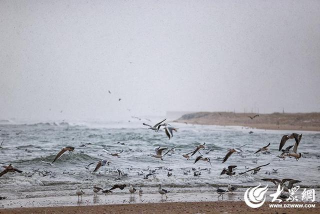 四季予你｜烟台：雪舞海畔，海鸥争涛