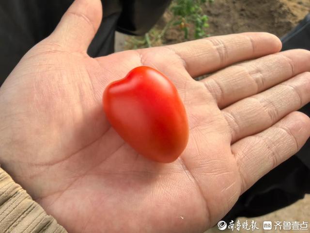 庆祝第26个中国记者节 “发现美好泰安”集中采风活动走进东平