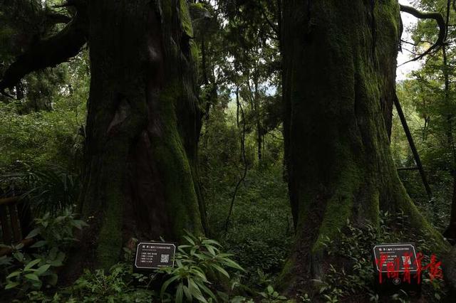 过别样记者节 四川邀记者探访古蜀道的生态密码