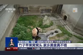 期待6月的见面！小熊友“福宝”的居家日常来啦图片