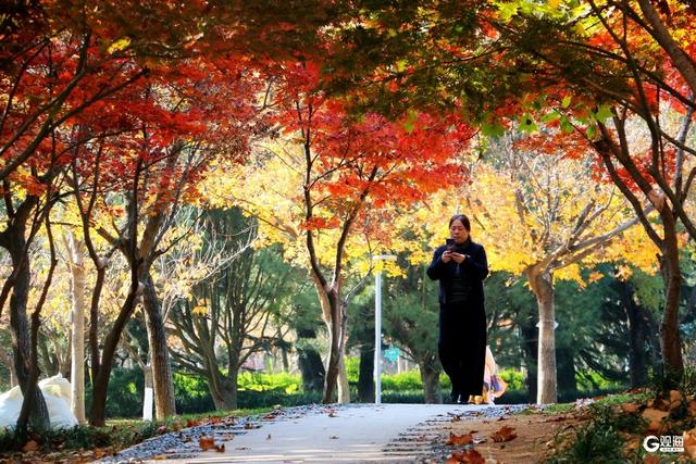 秋染双珠：斑斓叶色与湖光闲情