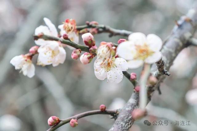 美翻啦！福州这里梅花初绽，等你来赏！
