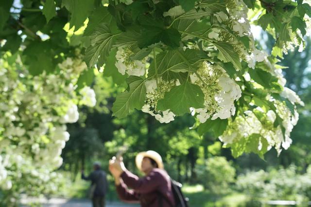 国家植物园暮春繁花正盛！金奖花坛惊艳亮相