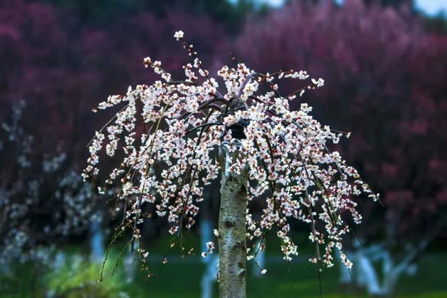 嘉兴新年第一波蜡梅绽放！